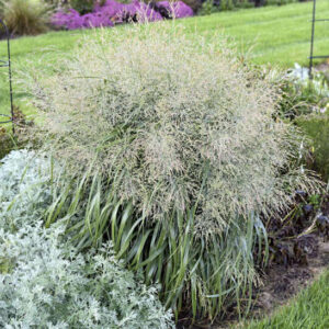 Large, showy Niagara Falls Switch Grass with cascading, powder blue foliage and sprays of cream seed heads.