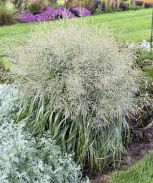 Niagara Falls Switch grass | Panicum virgatum 'Niagara Falls' Large, showy Niagara Falls Switch Grass with cascading, powder blue foliage and sprays of cream seed heads.