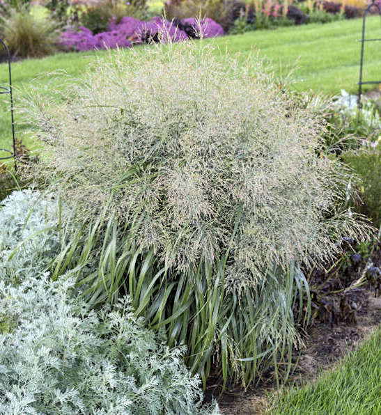 Niagara Falls Switch grass | Panicum virgatum 'Niagara Falls' Large, showy Niagara Falls Switch Grass with cascading, powder blue foliage and sprays of cream seed heads.