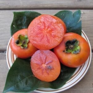 Nikita’s Gift Hardy Persimmon plant fruits with coral orange skins and flesh.