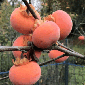 Nikita’s Gift Persimmon Tree with a cluster of reddish yellow fruits.