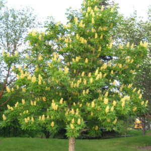 An Ohio Buckeye Tree with an oval-rounded crown and compound leaves, covered in spikes of, conical, yellow and white blooms.