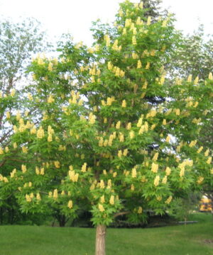 An Ohio Buckeye Tree with an oval-rounded crown and compound leaves, covered in spikes of, conical, yellow and white blooms.