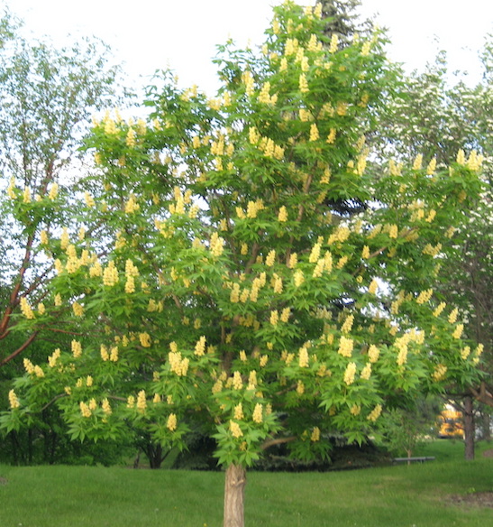 Ohio buckeye tree | Aesculus glabra An Ohio Buckeye Tree with an oval-rounded crown and compound leaves, covered in spikes of, conical, yellow and white blooms.