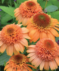 Orange Coneflower's large, double blooms with cantaloupe-orange cones surrounded by drooping orange ray florets.