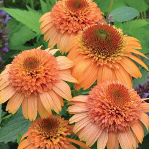 Orange Coneflower's large, double blooms with cantaloupe-orange cones surrounded by drooping orange ray florets.