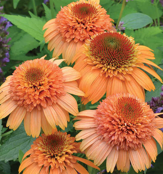 Orange Coneflower | SUPREME Cantaloupe Coneflower Orange Coneflower's large, double blooms with cantaloupe-orange cones surrounded by drooping orange ray florets.