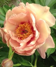 An Orange Itoh Peony large, double, salmon-orange bloom.