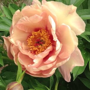 An Orange Itoh Peony large, double, salmon-orange bloom.