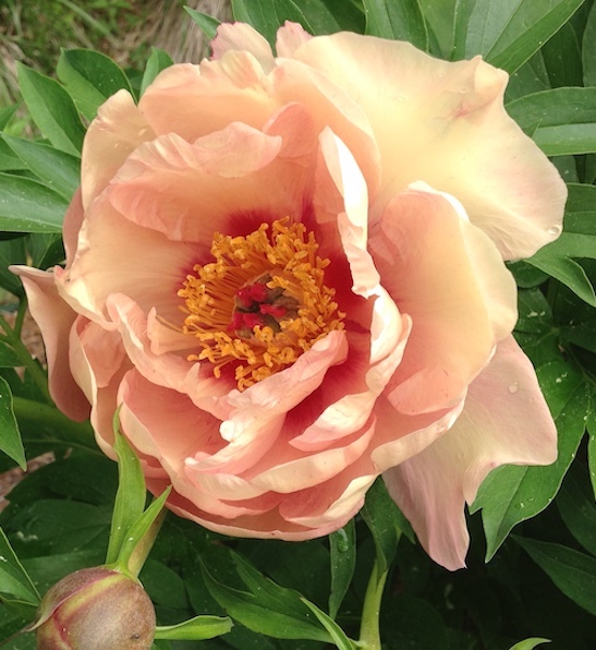 Orange Itoh Peony | GARDEN CANDY Peach-A-Licious Itoh Peony An Orange Itoh Peony large, double, salmon-orange bloom.
