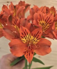 Orange Peruvian Lily plant vibrant scarlet-orange bloom with a yellow throat, and intense brown streaking on the petals.