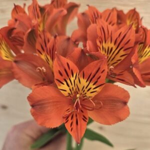Orange Peruvian Lily plant vibrant scarlet-orange bloom with a yellow throat, and intense brown streaking on the petals.