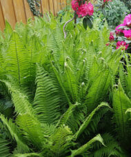 Large, upright, feathery fronds of the Ostrich Fern.