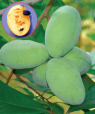 Three large, light green Paw Paw plant fleshy, ovoid fruits on the branch, with an inset of a cut fruit with a creamy centre.