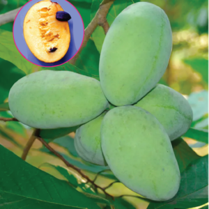 Three large, light green Paw Paw plant fleshy, ovoid fruits on the branch, with an inset of a cut fruit with a creamy centre.