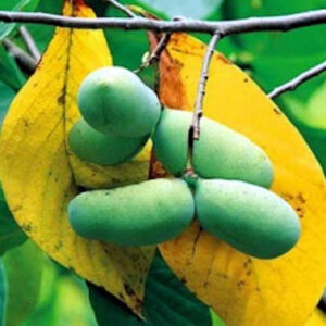 Fleshy, green fruit of the Paw-Paw tree in front of large, yellow Paw-Paw tree leaves.
