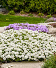 Perennial Candytuft, a low laying, spreading plant covered with small, pure white, flowers in dense, flattened clusters.