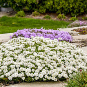 Perennial Candytuft, a low laying, spreading plant covered with small, pure white, flowers in dense, flattened clusters.