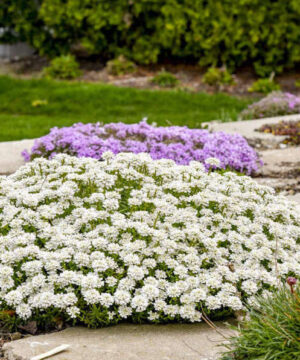 Perennial Candytuft | Alexander's White Evergreen Candytuft Perennial Candytuft, a low laying, spreading plant covered with small, pure white, flowers in dense, flattened clusters.