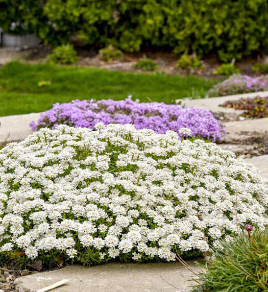 Perennial Candytuft, a low laying, spreading plant covered with small, pure white, flowers in dense, flattened clusters.