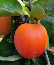 Persimmon tree large, reddish-yellow fruits with somewhat flattened tops surrounded by leathery, green foliage.