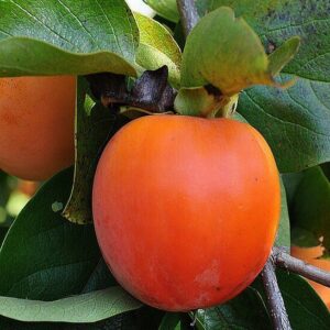 Persimmon tree large, reddish-yellow fruits with somewhat flattened tops surrounded by leathery, green foliage.