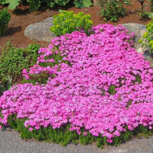 Phlox subulata Drummond's Pink Creeping Phlox planting of beautiful, low plants with pink flowers in a rock garden