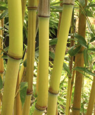 The bright yellow culms of Phyllostachys Aureosulcata Lama Temple.