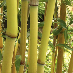 The bright yellow culms of Phyllostachys Aureosulcata Lama Temple.