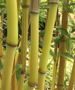 Phyllostachys aureosulcata 'Lama Temple' The bright yellow culms of Phyllostachys Aureosulcata Lama Temple.