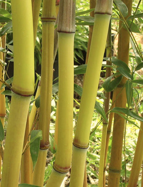 Phyllostachys aureosulcata 'Lama Temple' The bright yellow culms of Phyllostachys Aureosulcata Lama Temple.