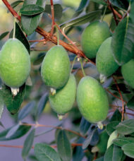 Pineapple Guava plant ovoid-shaped green fruits hanging on the branch, amid green leaves.