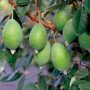 Pineapple Guava plant ovoid-shaped green fruits hanging on the branch, amid green leaves.