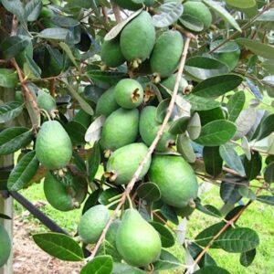 Pineapple Guava tree mass of pear to avocado shaped green fruits on the branch, amid leathery green leaves.