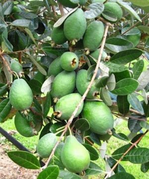 Pineapple Guava tree mass of pear to avocado shaped green fruits on the branch, amid leathery green leaves.