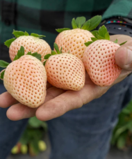 Five very large Pineberry white strawberries blushed pink with red seeds take up a man's whole palm.