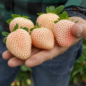 Five very large Pineberry white strawberries blushed pink with red seeds take up a man's whole palm.