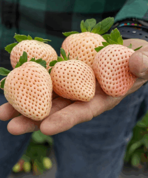 Five very large Pineberry white strawberries blushed pink with red seeds take up a man's whole palm.