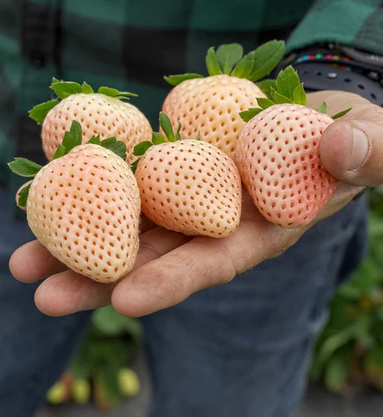 Best Strawberry Variety to Grow in Florida: Top Picks for Success 3 Best Strawberry Variety to Grow in Florida: Top Picks for Success