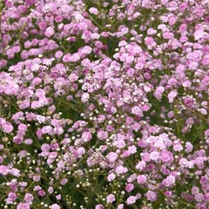 Pink Baby's Breath plant flowers in shades of soft pink.