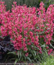 Clumps of Pink Beard perennials with spikes of deep rose pink flowers, and lance-shaped, dark blue-green foliage.