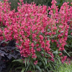 Clumps of Pink Beard perennials with spikes of deep rose pink flowers, and lance-shaped, dark blue-green foliage.