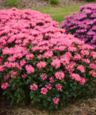 Pink Bee Balm plants with fluorescent pink, two-toned flowers on tall stems.