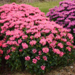 Pink Bee Balm plants with fluorescent pink, two-toned flowers on tall stems.