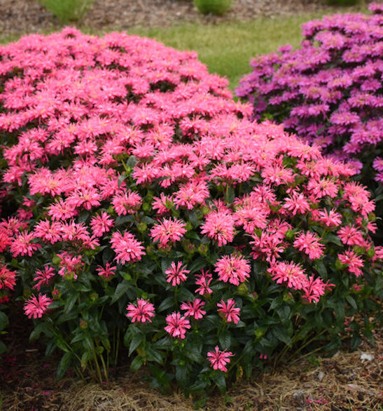 Pink Bee Balm plants with fluorescent pink, two-toned flowers on tall stems.