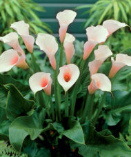 Pink Calla Lily plant in bloom with stunning, soft pink, hood-shaped blooms with yellow spadix, on tall stems.