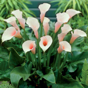 Pink Calla Lily plant in bloom with stunning, soft pink, hood-shaped blooms with yellow spadix, on tall stems.