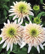 Pink Coneflower white to light cherry pink coloured double flowers with lime green centers.