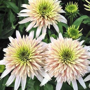 Pink Coneflower white to light cherry pink coloured double flowers with lime green centers.