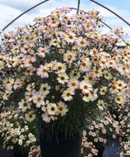 A tidy, clumping mound of Pink Coreopsis Plant with pretty pink, light-yellow and lilac edging flowers.